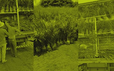 Pioneirismo Agrícola: fazenda em Minas Gerais inova com investimento visionário em plantio de macaúba