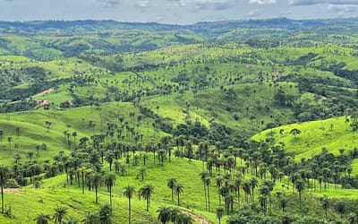 A hora e a vez da macaúba: espécie brasileira atrai investimentos bilionários com esperança de descarbonização para agroenergia